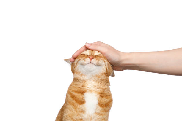 A gorgeous ginger cat is being patted on the head.